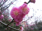 ２月２１日（日曜日）　『ひらり』　小石川公園『梅まつり』コンサート